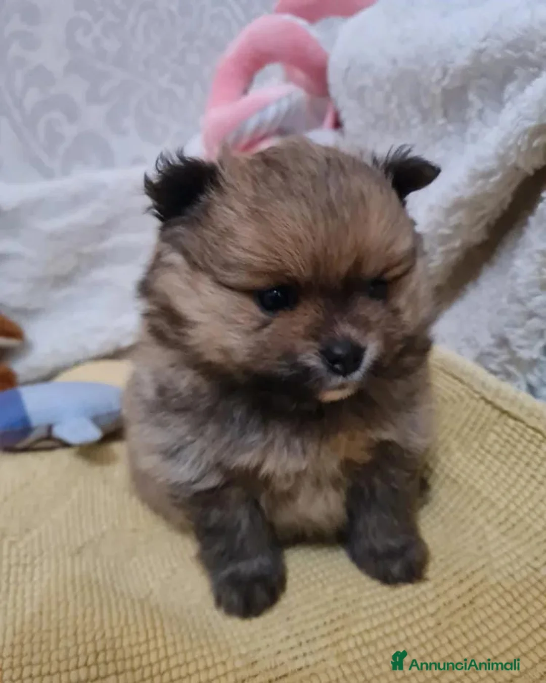 Volpino Pomerania cani in vendita: Adorabili cuccioli di Pomerania mini Teddy  - Annuncio 20