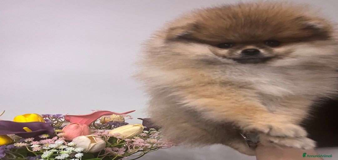 Immagine della galleria {{count}}