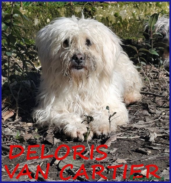 Meticcio cani DELORIS dolcissima - Adoz. del cuore - Annuncio 27