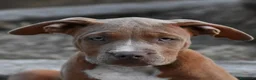 American Bully cani in vendita: Cucciole di American Bully XL. - Annuncio 11