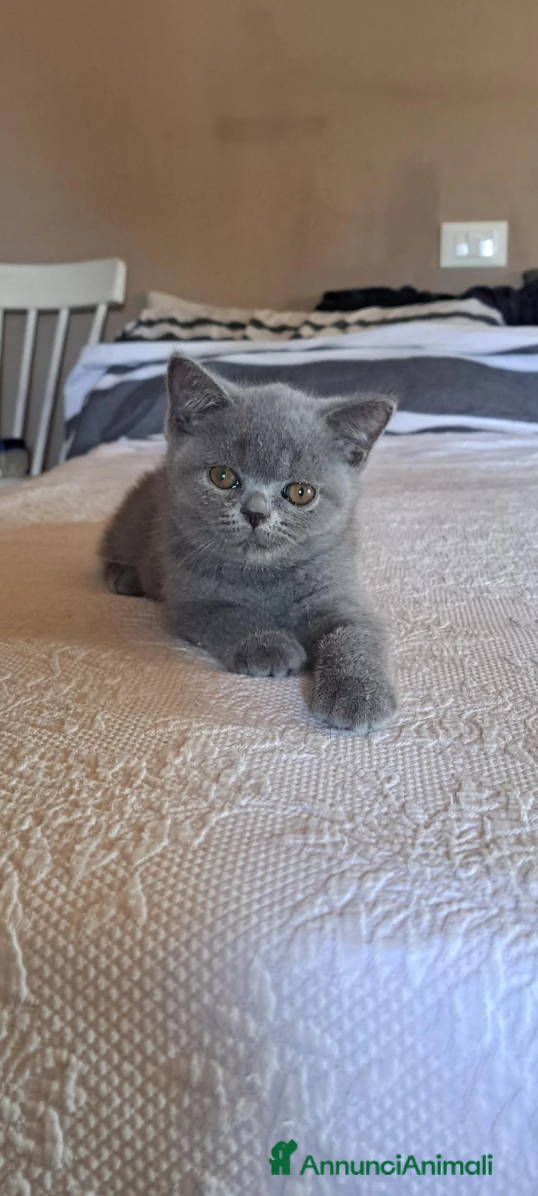 British gatti in vendita: Cucciolo british blu subito disponibile a Provincia di Verona - Annuncio 4