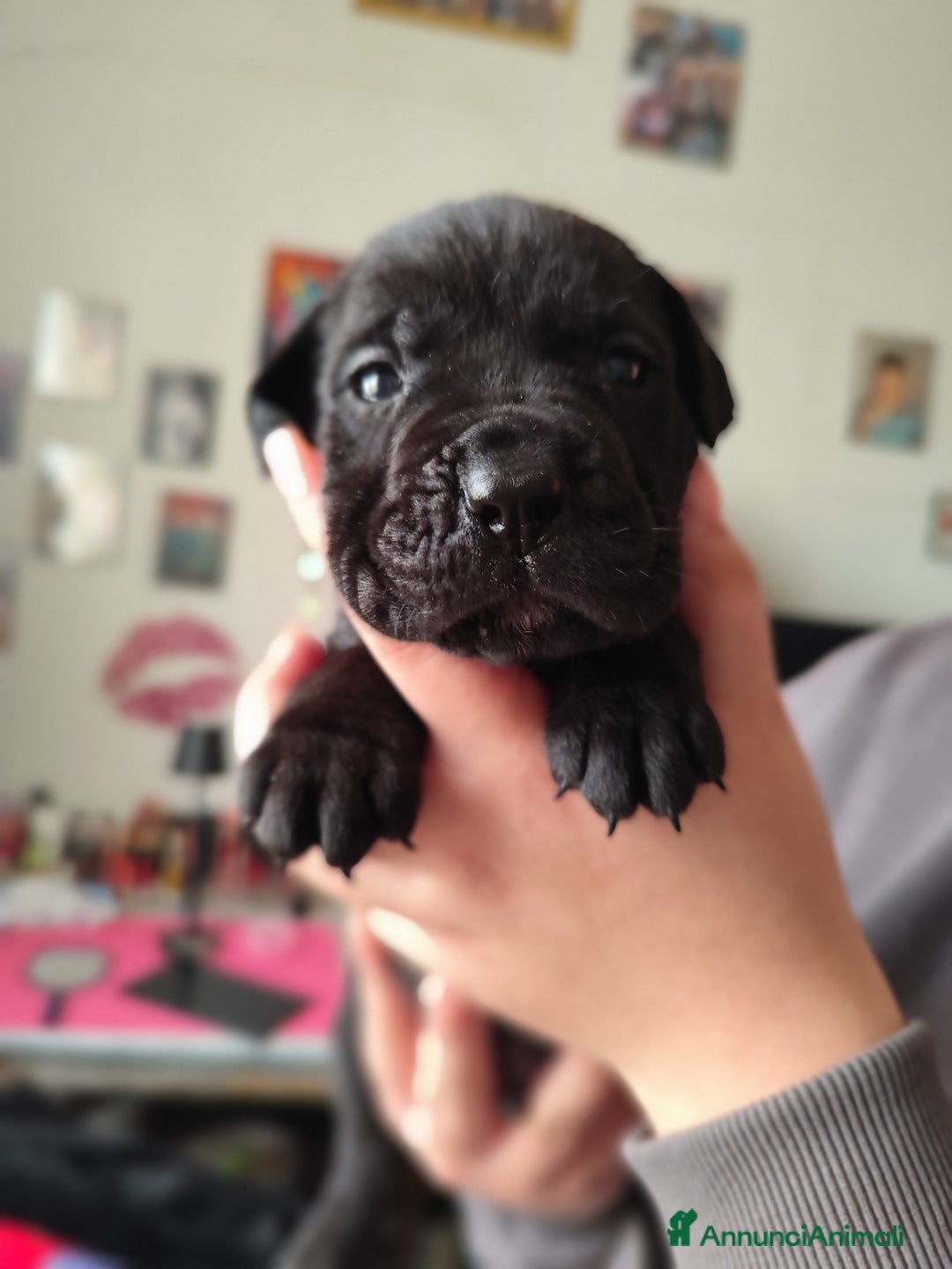 Cane Corso cani in vendita: Cuccioli di cane corso  - Annuncio 5