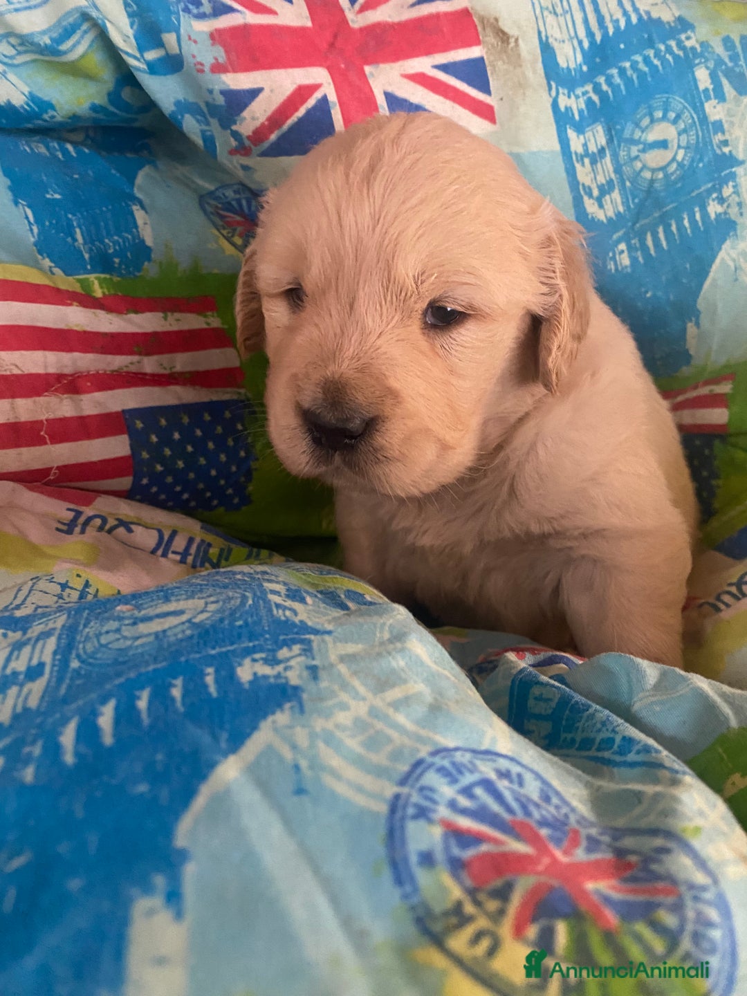 Golden Retriever cani in vendita: Golden retriever angloamericani - Annuncio 3