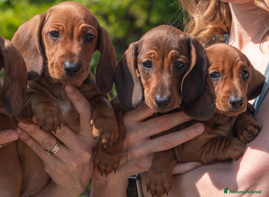 Bassotto cani Cucciolo bassotto fulvo - Annuncio 7