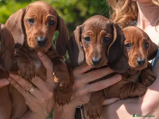 Bassotto cani Cucciolo bassotto - Annuncio 5
