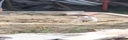 Meticcio gatti in regalo: 3micini 3mesi e mammina DA SALVARE!! VOGHERA PV - Annuncio 5