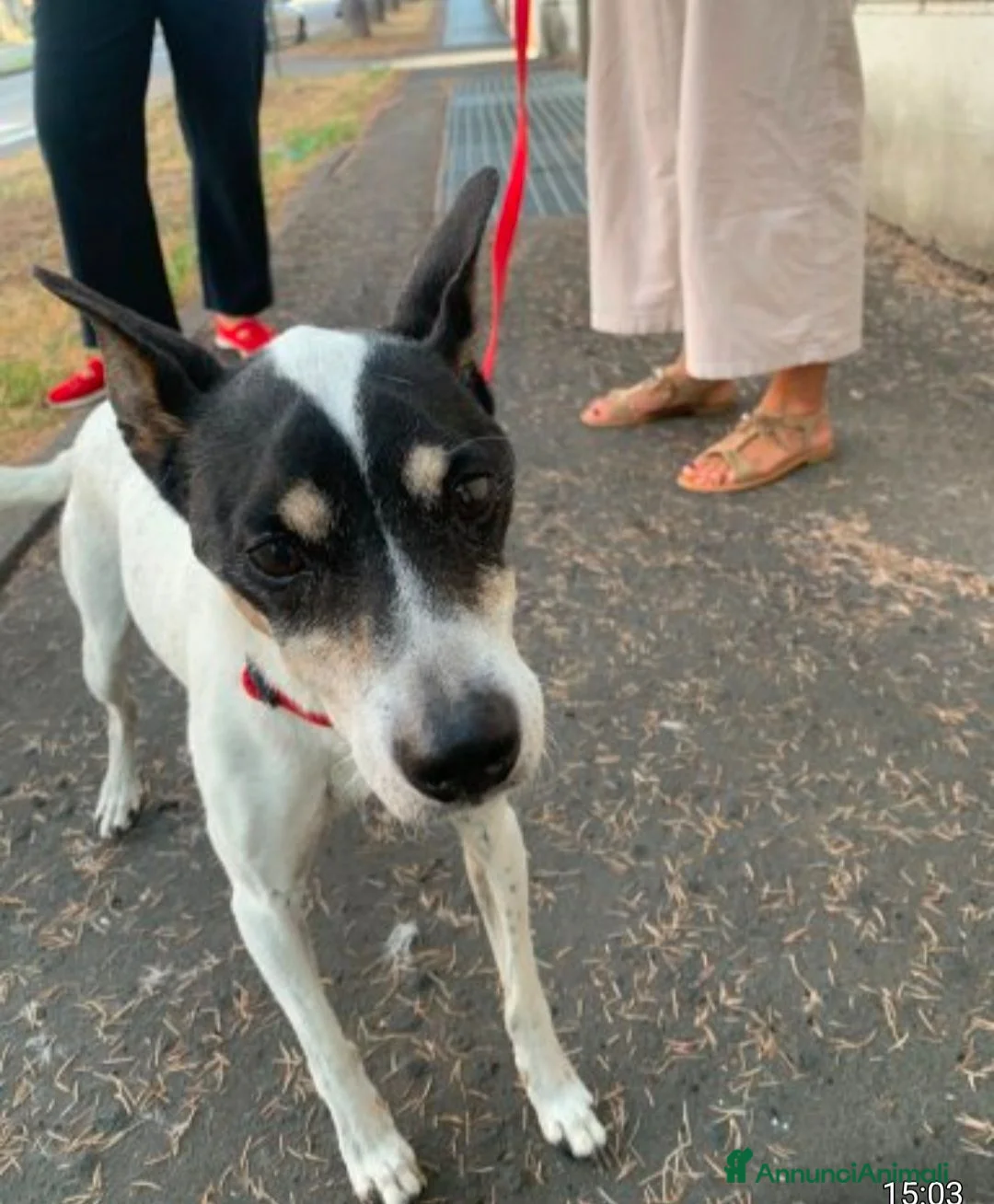 Jack Russell cani in regalo: Jack Russel 12 DA OGGI 11AGOSTO RESTA SOLO!MILANO  - Annuncio 6