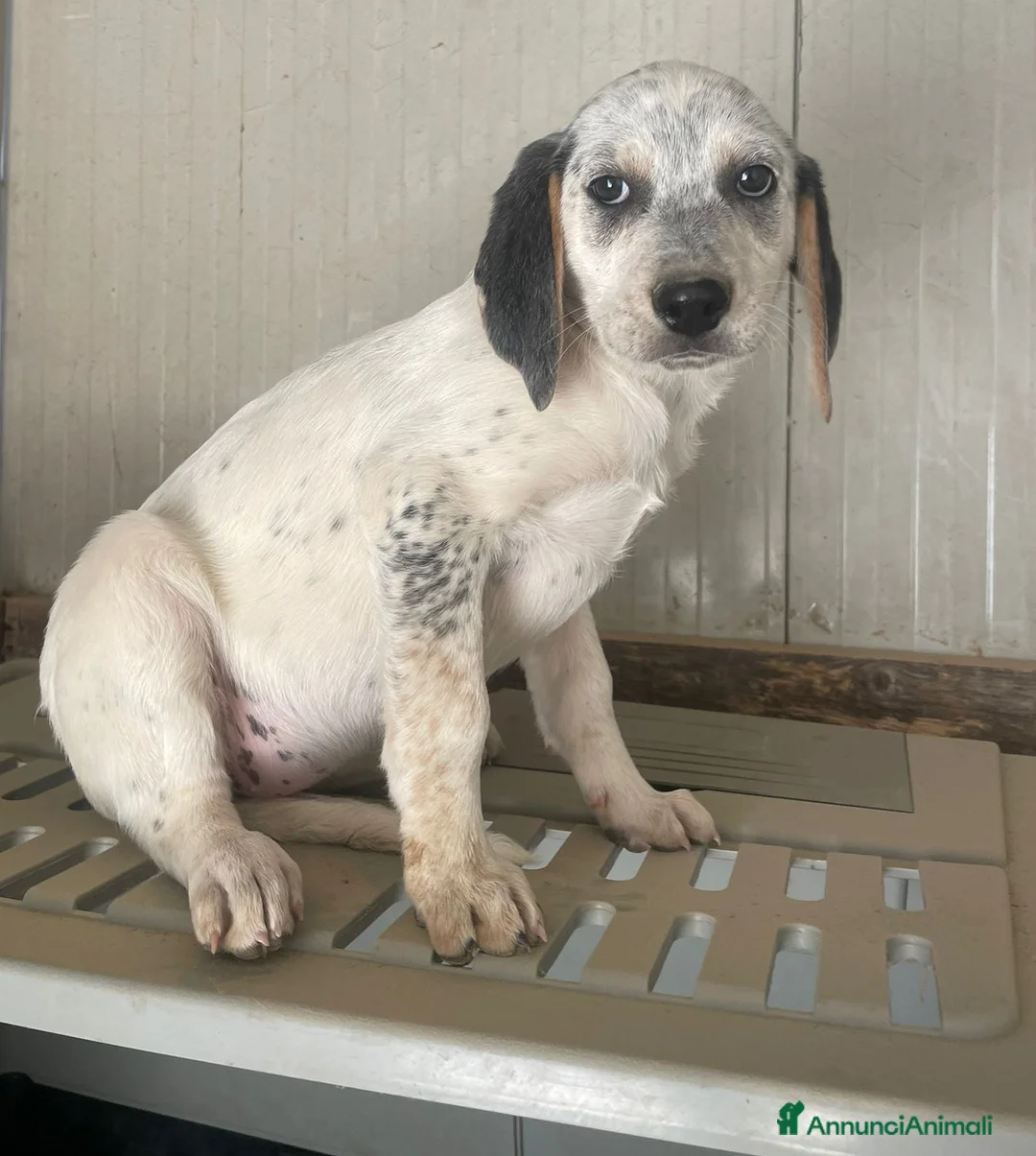 Segugio cani in regalo: CUCCIOLA - Annuncio 2