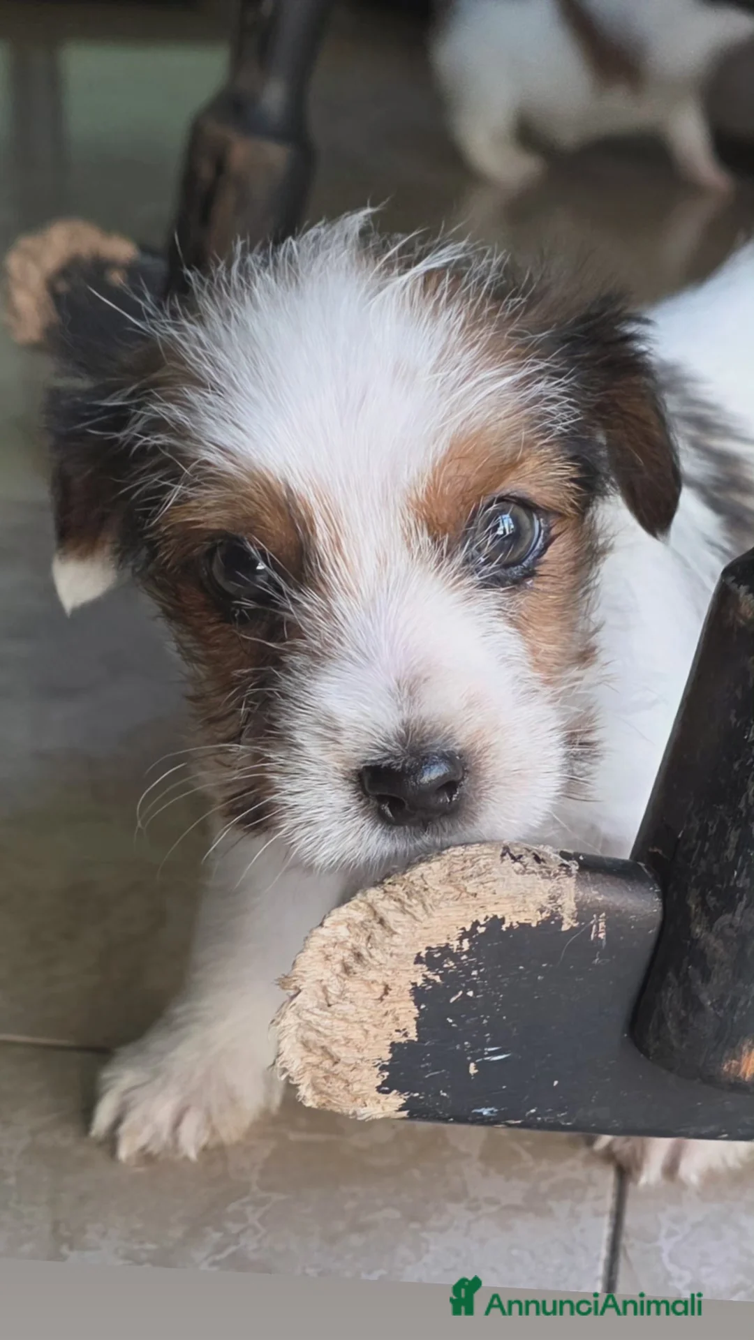 Jack Russell cani in vendita: Cuccioli di Jack Russell  - Annuncio 5