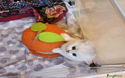 British gatti in vendita: British shortair  - Immagine 5