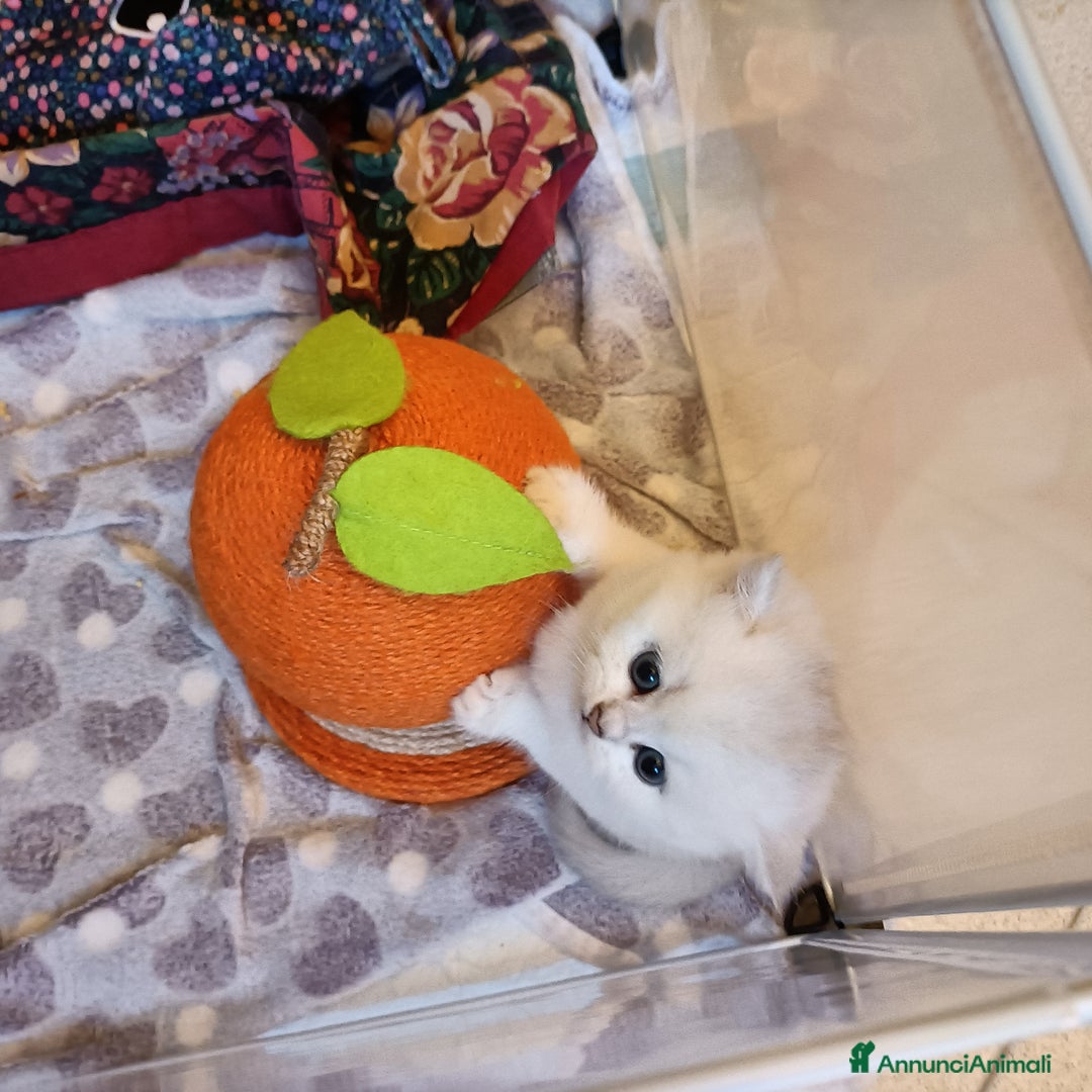 British gatti in vendita: British shortair  - Annuncio 5