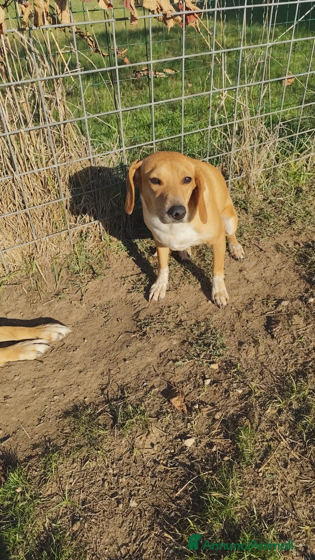 Segugio dell'Appennino cani in regalo: MUSA mix segugetta taglia medio piccola - Annuncio 15