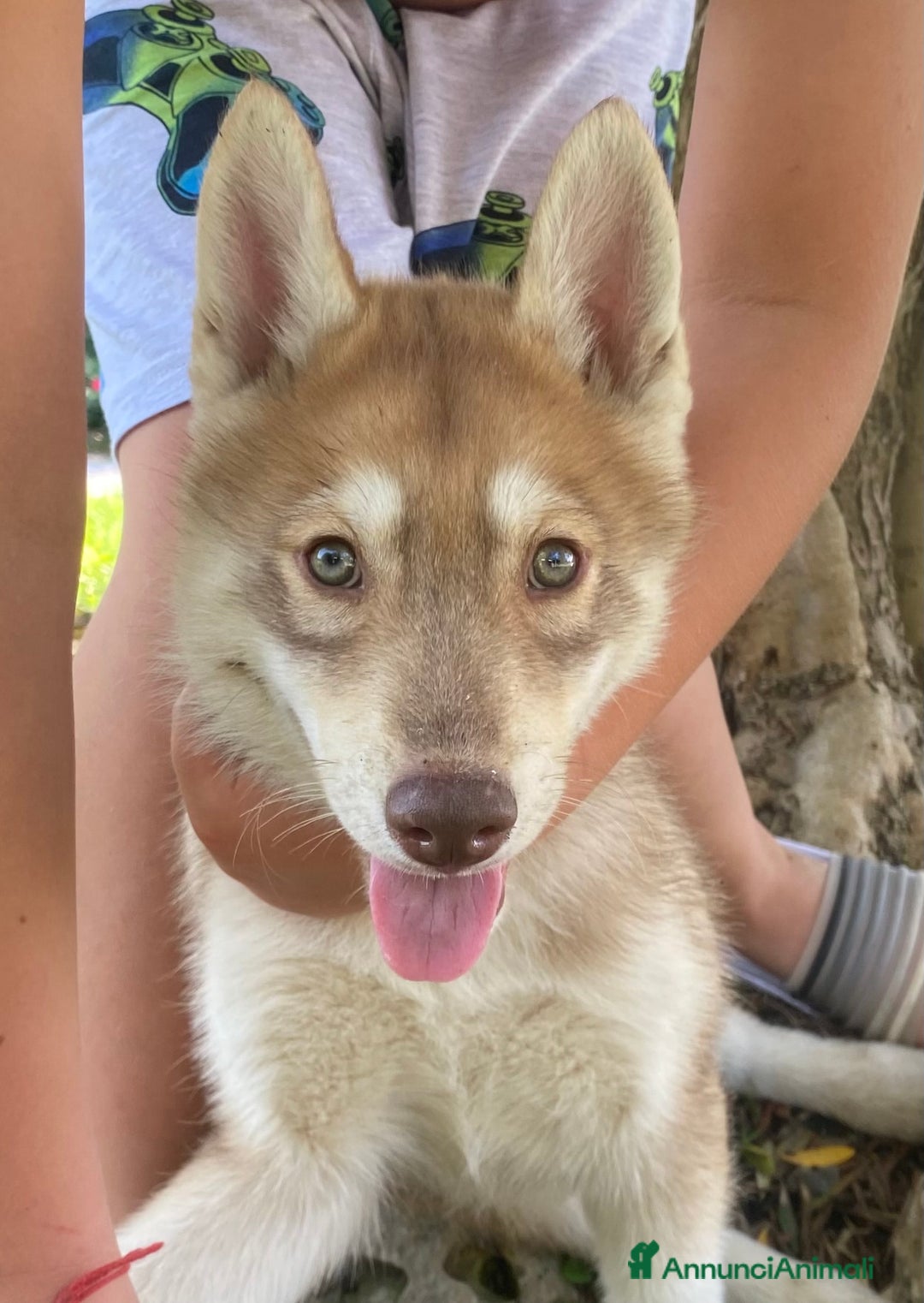 Husky cani in vendita: Cucciola di siberian Husky a Città Metropolitana di Venezia - Immagine 5