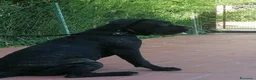 Cane Corso cani in regalo: Cucciole Cane Corso  - Annuncio 3