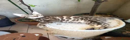 Bengala gatti in vendita: laun splendore cucciola Bengala 🥰  - Annuncio 2