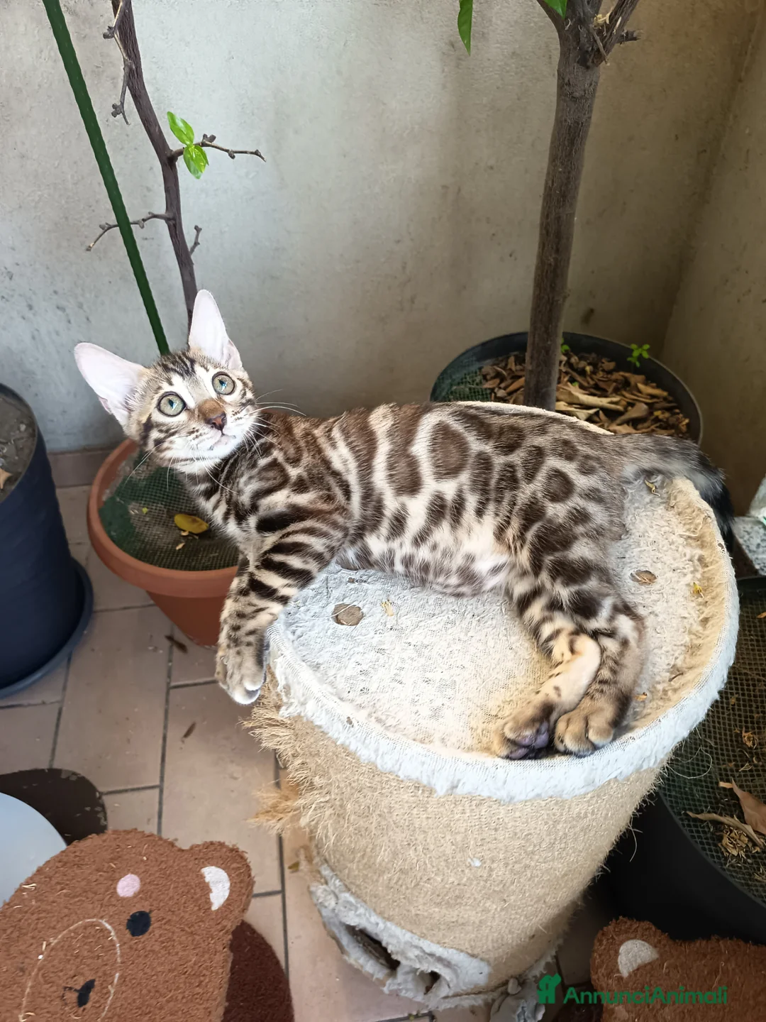 Bengala gatti in vendita: laun splendore cucciola Bengala 🥰  - Annuncio 2