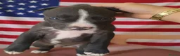 Pitbull cani in vendita: Pitbull - Annuncio 4