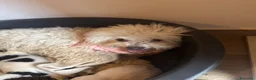 Maltese cani in vendita: Dolcissimi cuccioli di maltese super affettuoso   - Annuncio 11