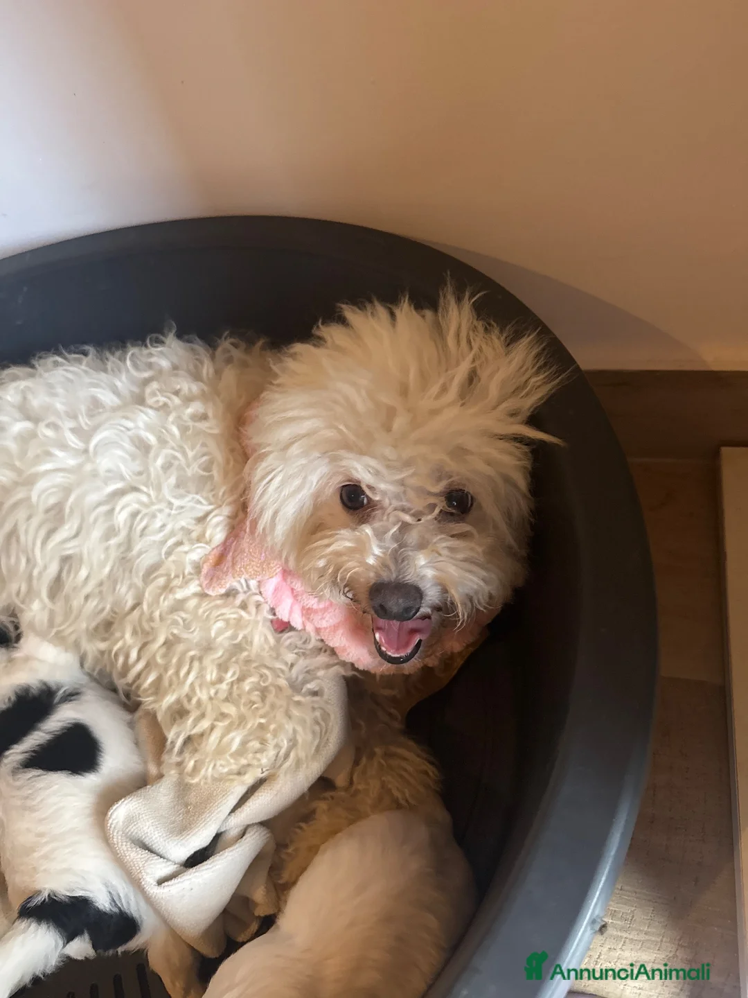 Maltese cani in vendita: Dolcissimi cuccioli di maltese super affettuoso   - Annuncio 11