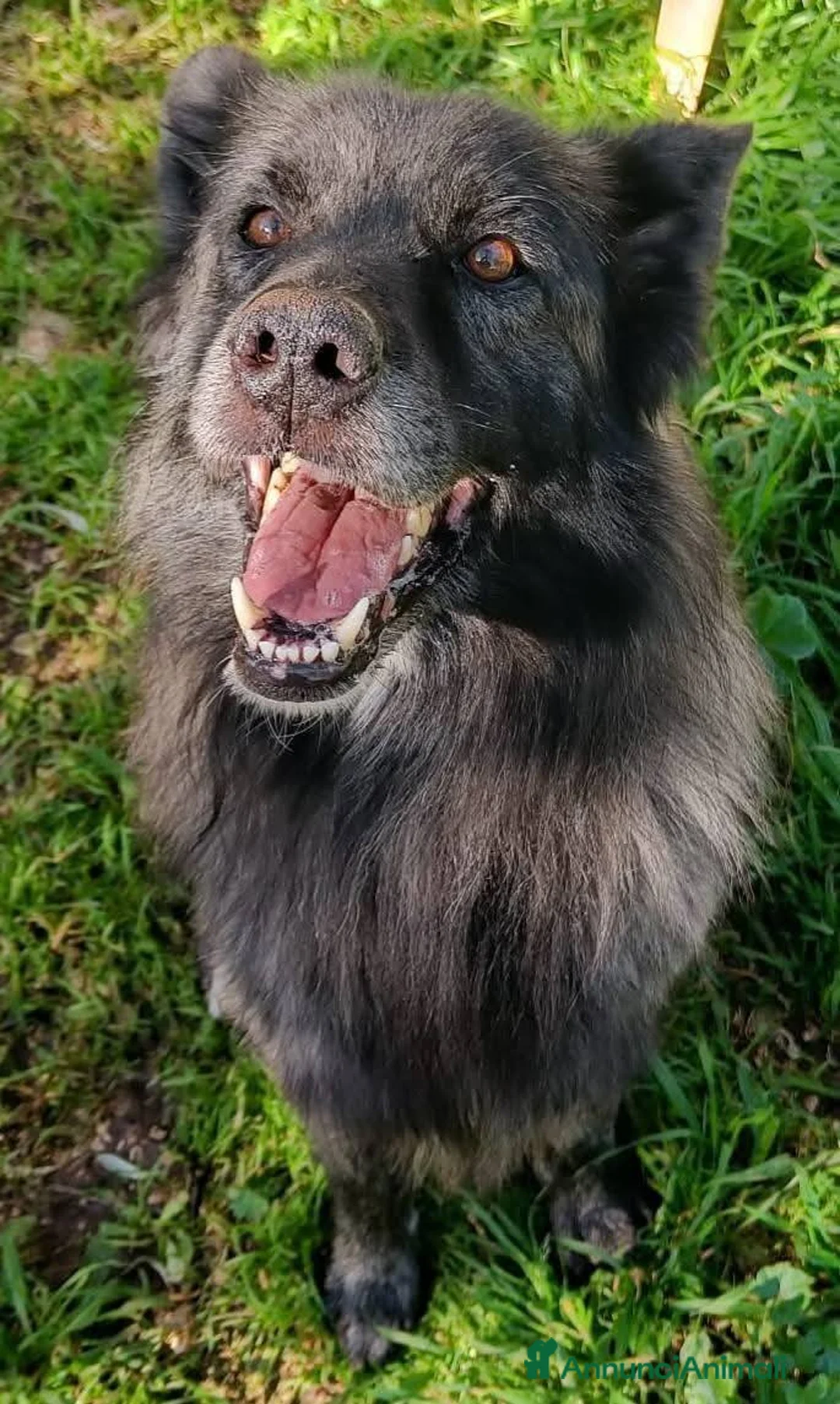 Meticcio cani in regalo: Markus lupetto fantastico - Annuncio 2