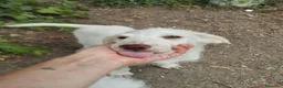 Meticcio cani in regalo: Femmina Meticcio  a Provincia di Viterbo - Annuncio 7