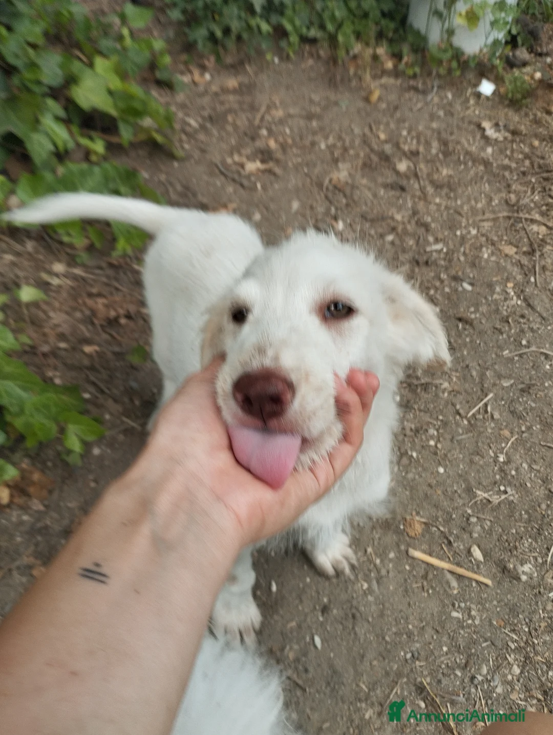 Meticcio cani in regalo: Femmina Meticcio  a Provincia di Viterbo - Annuncio 7