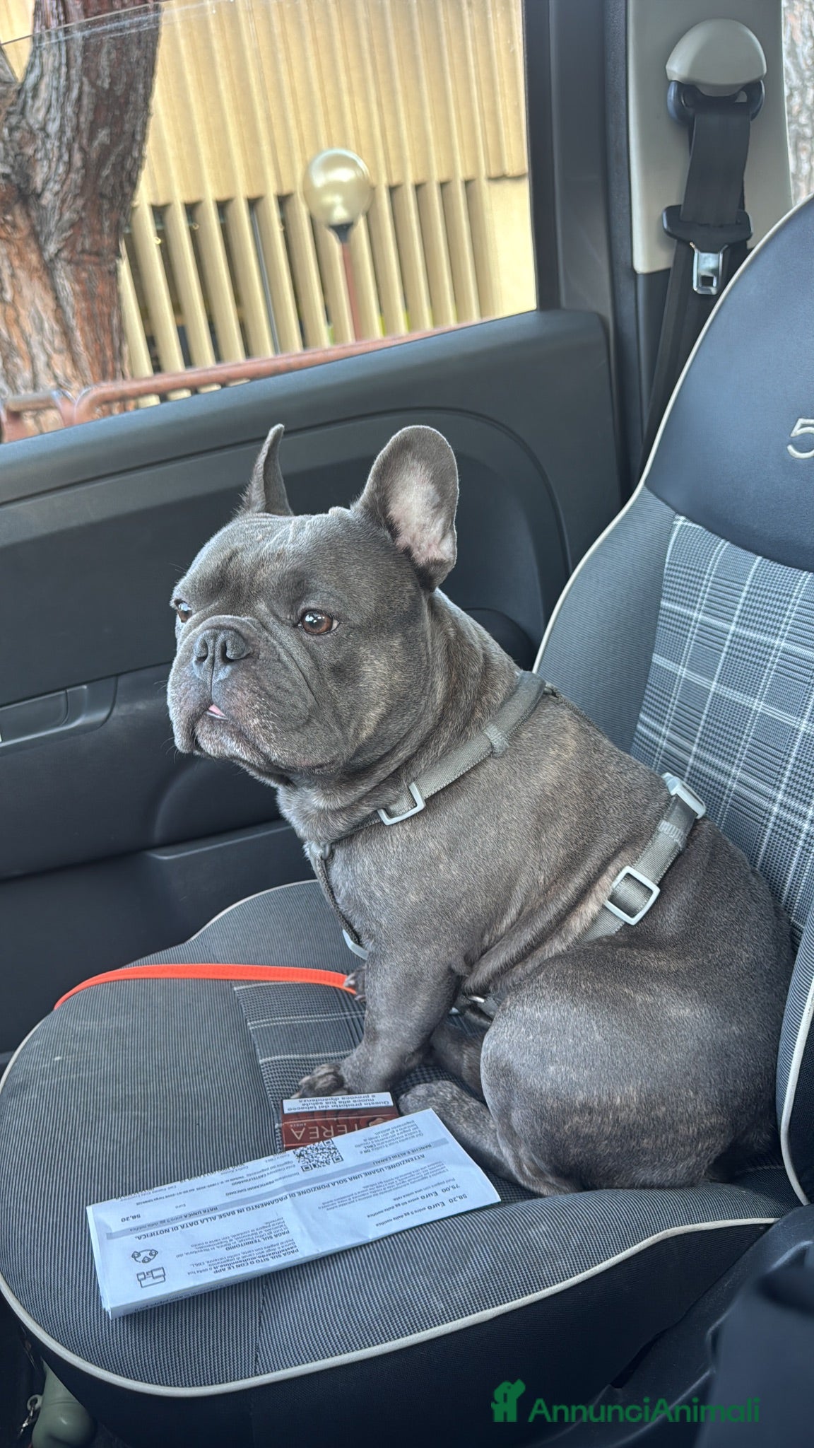 Bulldog Francese cani Paco cerca  femmina per accoppiamento  - Annuncio 13