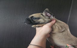 Bulldog Francese cani in vendita: Ultimi 3 cuccioli bulldog francese  a Provincia di Pavia - Immagine 3