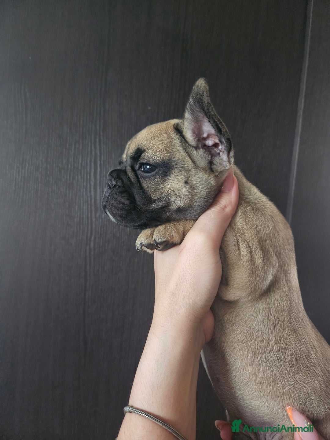 Bulldog Francese cani in vendita: Ultimi 3 cuccioli bulldog francese  a Provincia di Pavia - Immagine 3