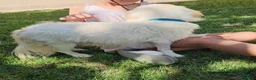Meticcio cani in regalo: Paco: taglia piccola socievole e dolce con tutti  - Annuncio 3