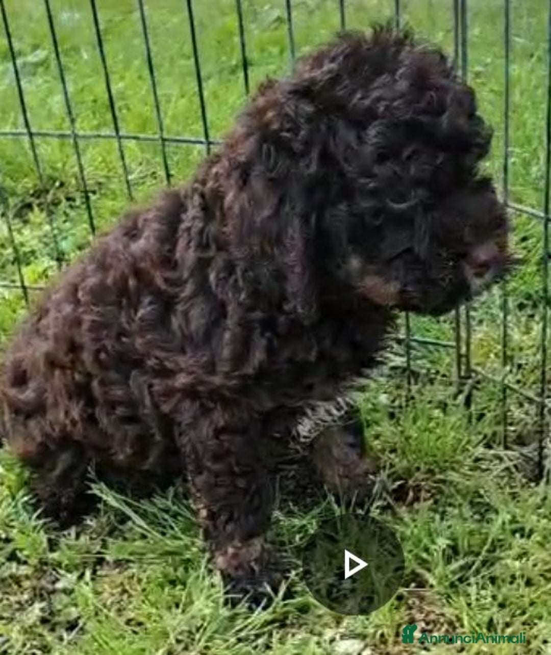Lagotto cani in vendita: Cuccioli di Lagotto con pedigree, test e RX - Immagine 1