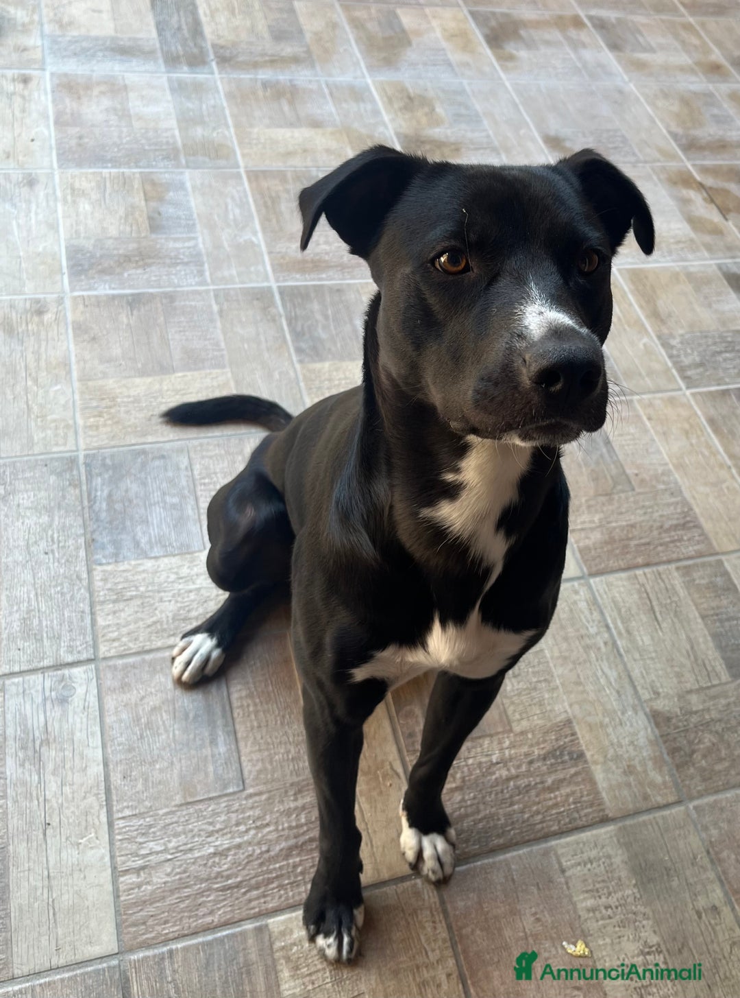 Meticcio cani in regalo: Sono in regalo  - Annuncio 4