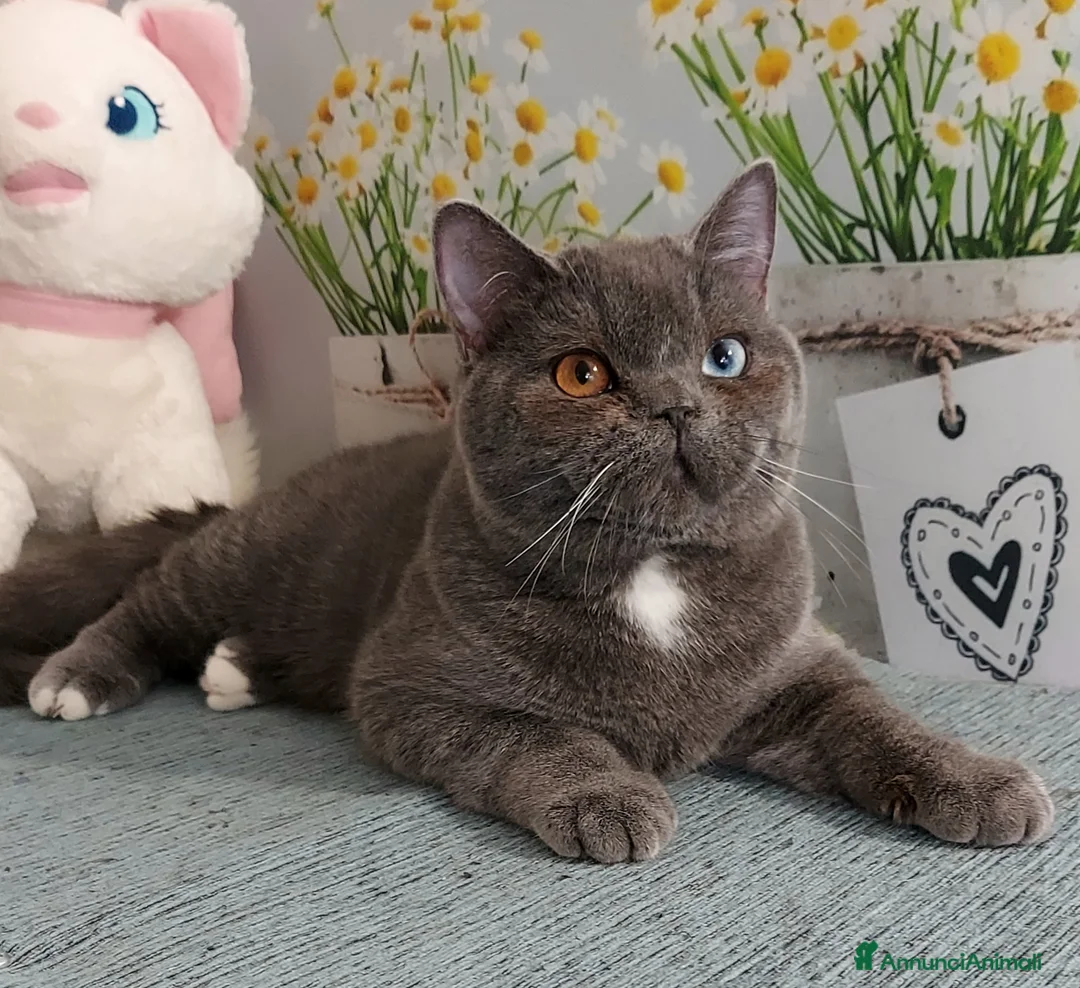 Scottish gatti in vendita: Scottish Straight impari  - Annuncio 2