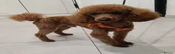 Barboncino Toy cani per accoppiamento: Barboncino Toy per possibile matrimonio  a Provincia di Ancona - Annuncio 2