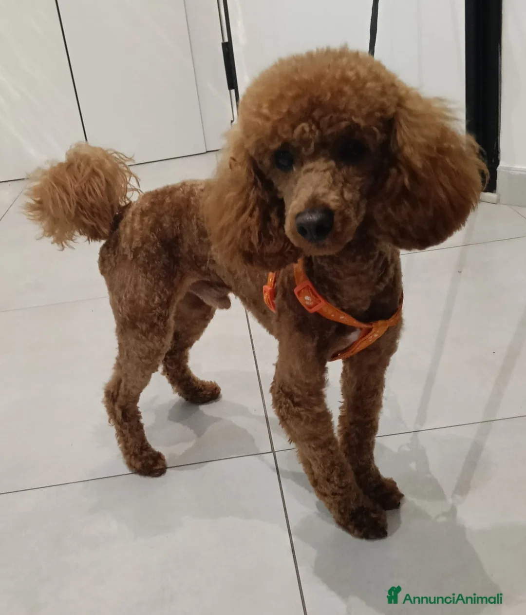 Barboncino Toy cani per accoppiamento: Barboncino Toy per possibile matrimonio  a Provincia di Ancona - Annuncio 2
