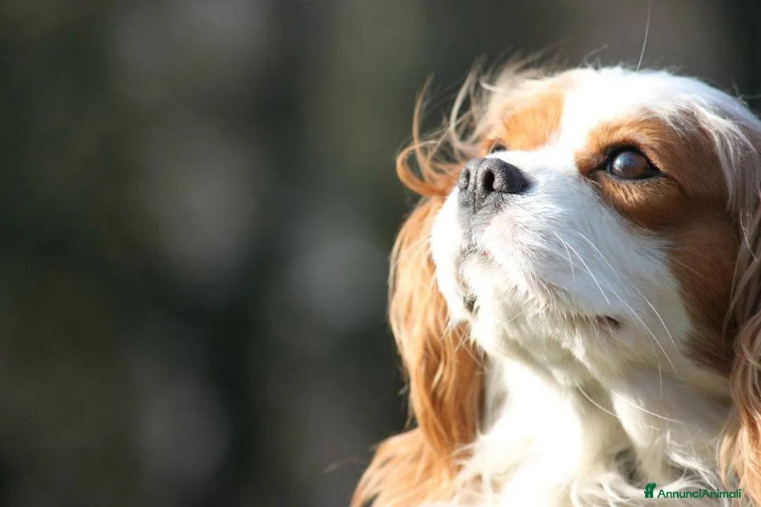 Immagine della galleria {{count}}