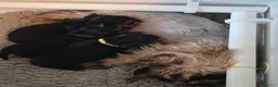 Yorkshire cani in vendita:  5 Bellissimi cuccioli di Yorkshire Terrier a Città metropolitana di Milano - Annuncio 20