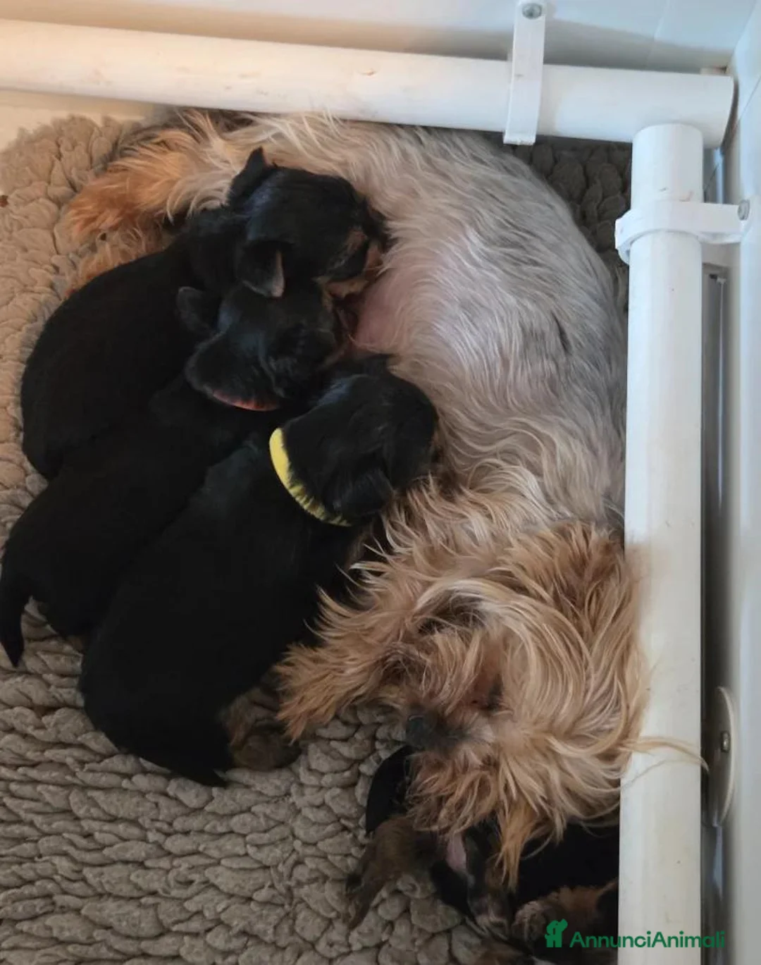 Yorkshire cani in vendita:  5 Bellissimi cuccioli di Yorkshire Terrier a Città metropolitana di Milano - Annuncio 20