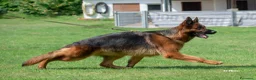 Pastore Tedesco cani in vendita: Allevamento di Terra Scura a Provincia di Salerno - Annuncio 24