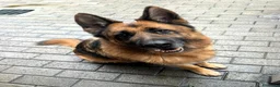 Pastore Tedesco cani in regalo: IBRA BELLISSIMO PASTORE TEDESCO - Annuncio 2