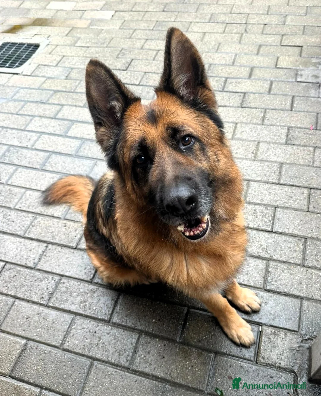 Pastore Tedesco cani in regalo: IBRA BELLISSIMO PASTORE TEDESCO - Annuncio 2