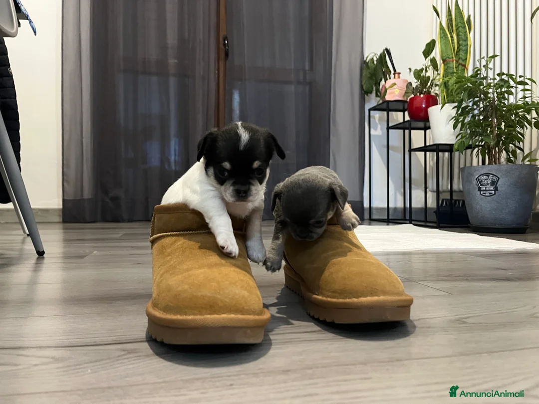 Chihuahua cani in vendita: Zampe felice🐾🐾🐾 - Annuncio 6