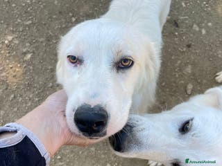 Meticcio cani SOS SOS SOS DOLCE OSLO - Annuncio 13