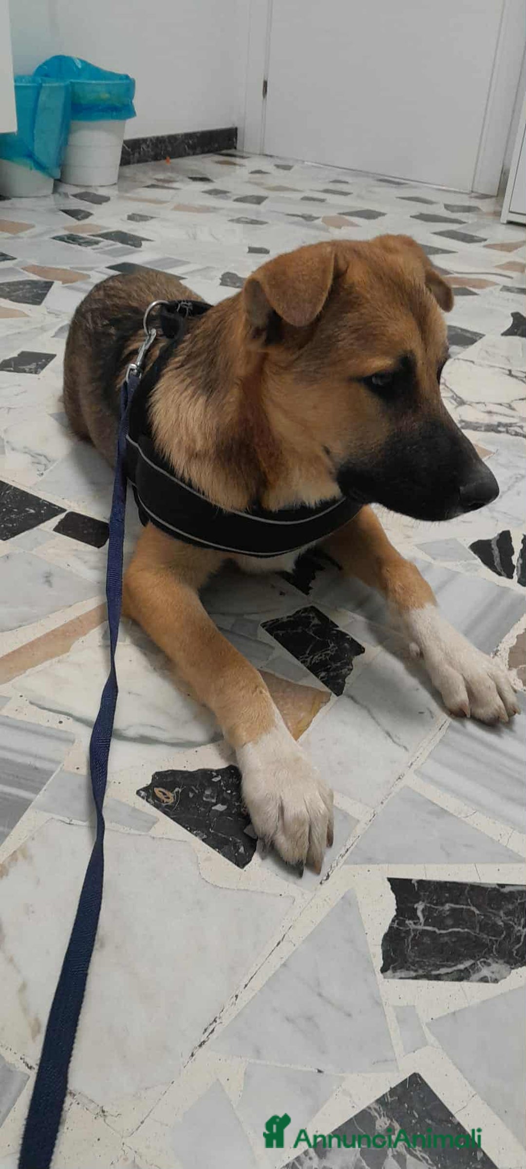 Meticcio cani in regalo: stupendo Coffy in regalo - Annuncio 6