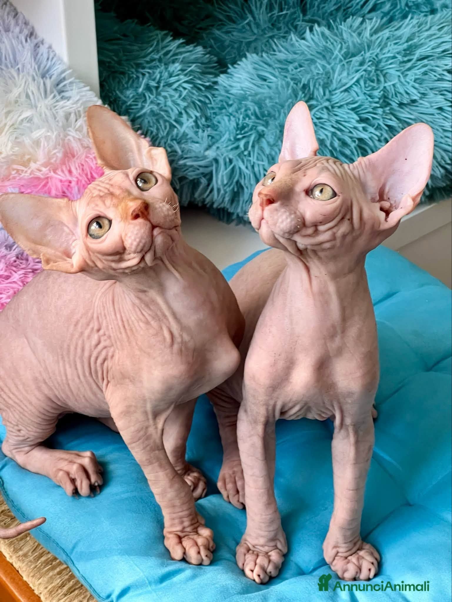 Sphynx gatti Cuccioli Sphynx - Annuncio 1