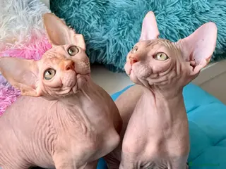Sphynx gatti Cuccioli Sphynx - Annuncio 1