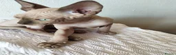 Sphynx gatti in vendita: Gattini Sphynx  - Annuncio 9