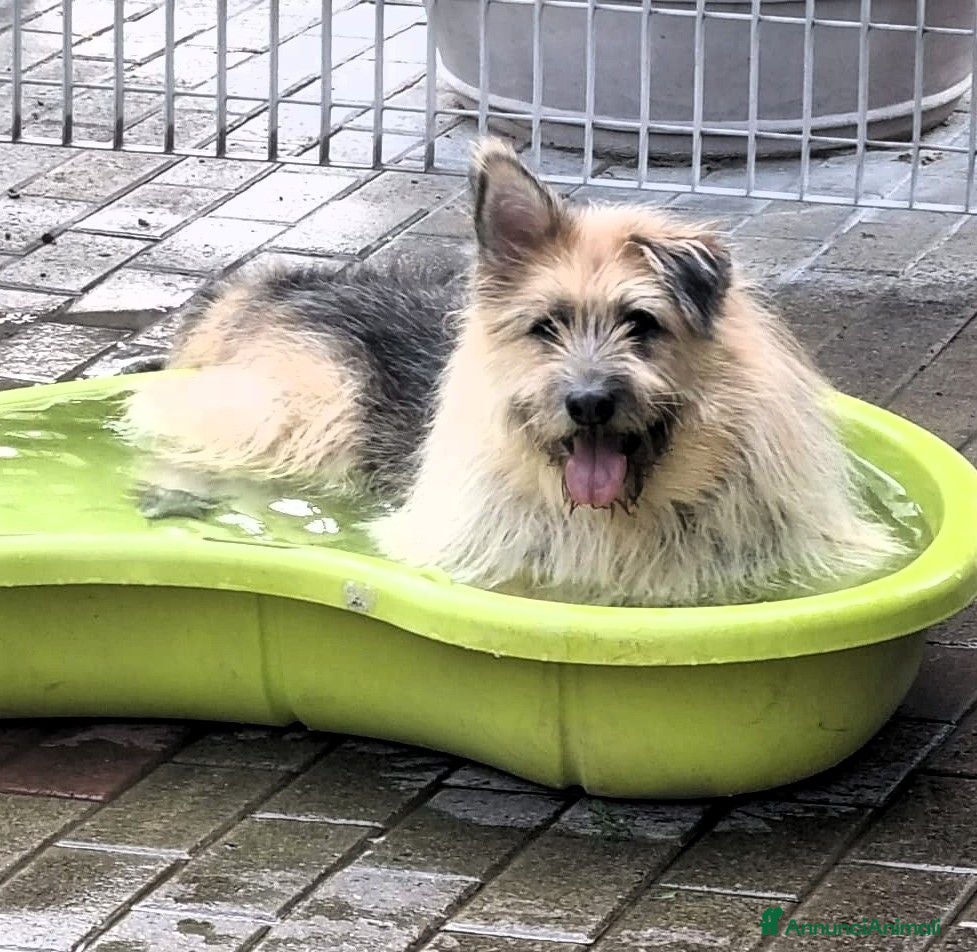 Meticcio cani SPANK CERCA CASA - Annuncio 30