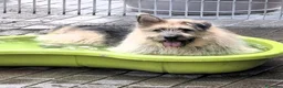 Meticcio cani in regalo: SPANK CERCA CASA - Annuncio 1