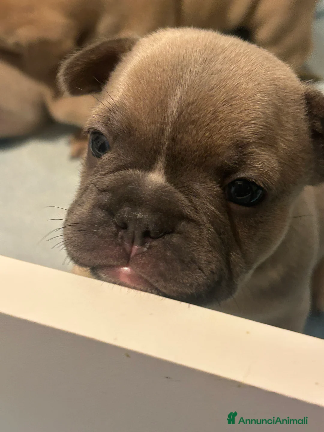 Bulldog Francese cani in vendita: Ciao io sono macchia - Annuncio 3